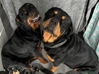 Rottweiler dogs 9 Beautiful Rottweiler Puppies - RESERVATION - Advert 2