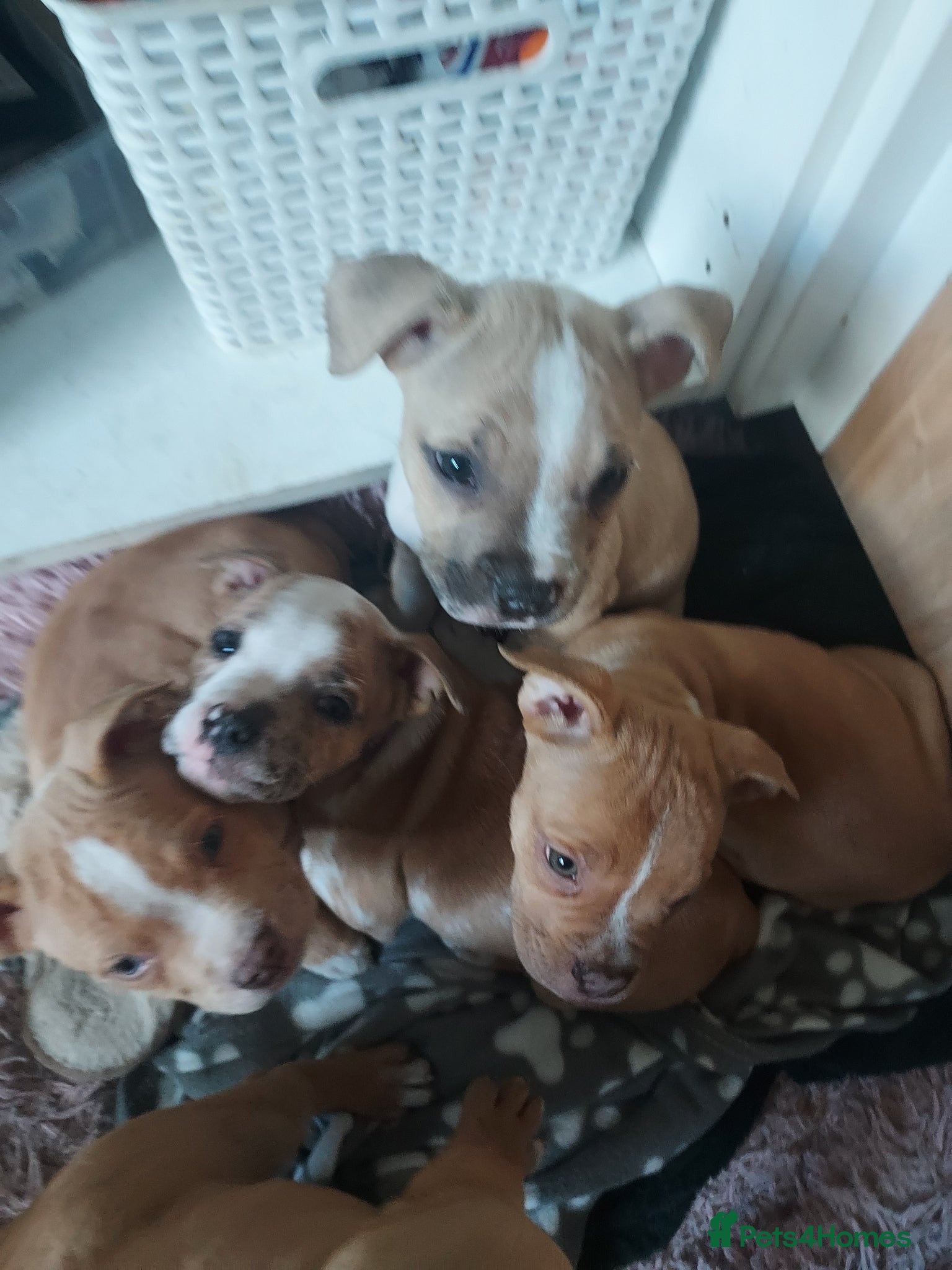 Mixed Breed dogs Staffy cross pocket pups ready NOW! - Advert 16