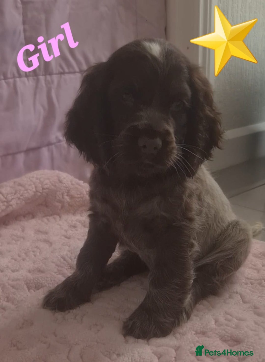Cocker Spaniel dogs for sale: 🐶PRA FA HEALTH TESTED Show Cocker Spaniels Ready - Image 35