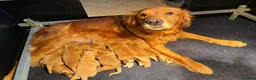 Golden Retriever dogs for sale: Lovely dog puppy - Advert 2