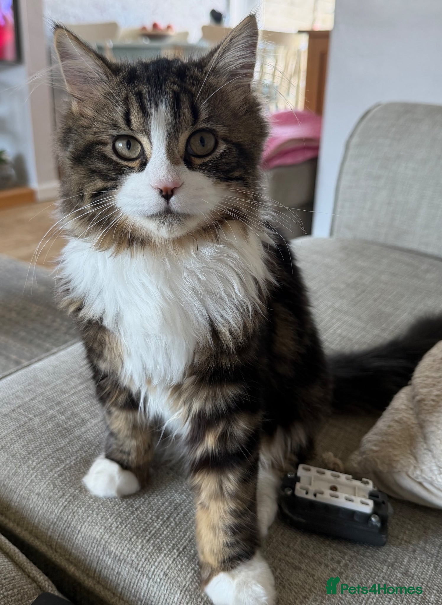 British Longhair cats  Arlo - Advert 1