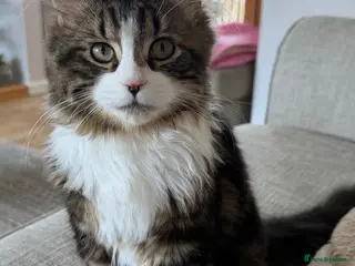 British Longhair cats Arlo - Advert 1