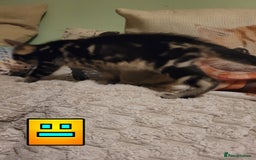 Bengal cats for sale: 💖🐱🐯Cute Half Bengel Kittens🐆🐈‍⬛💖 - Image 17