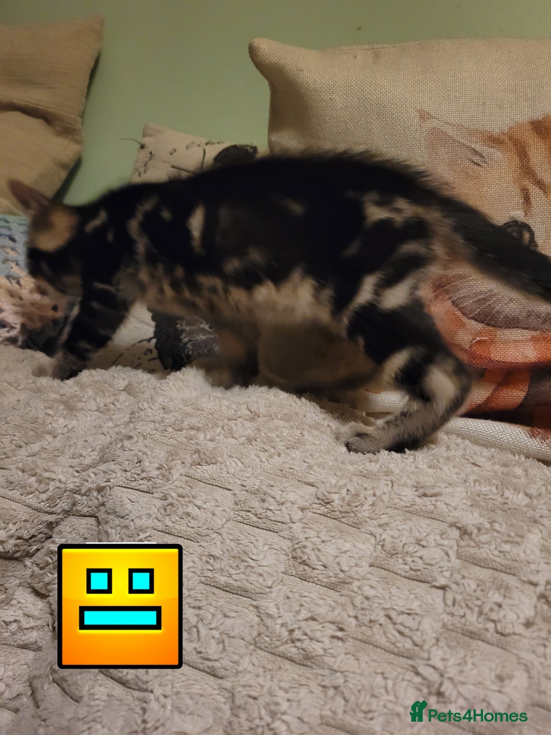 Bengal cats for sale: 💖🐱🐯Cute Half Bengel Kittens🐆🐈‍⬛💖 - Image 17