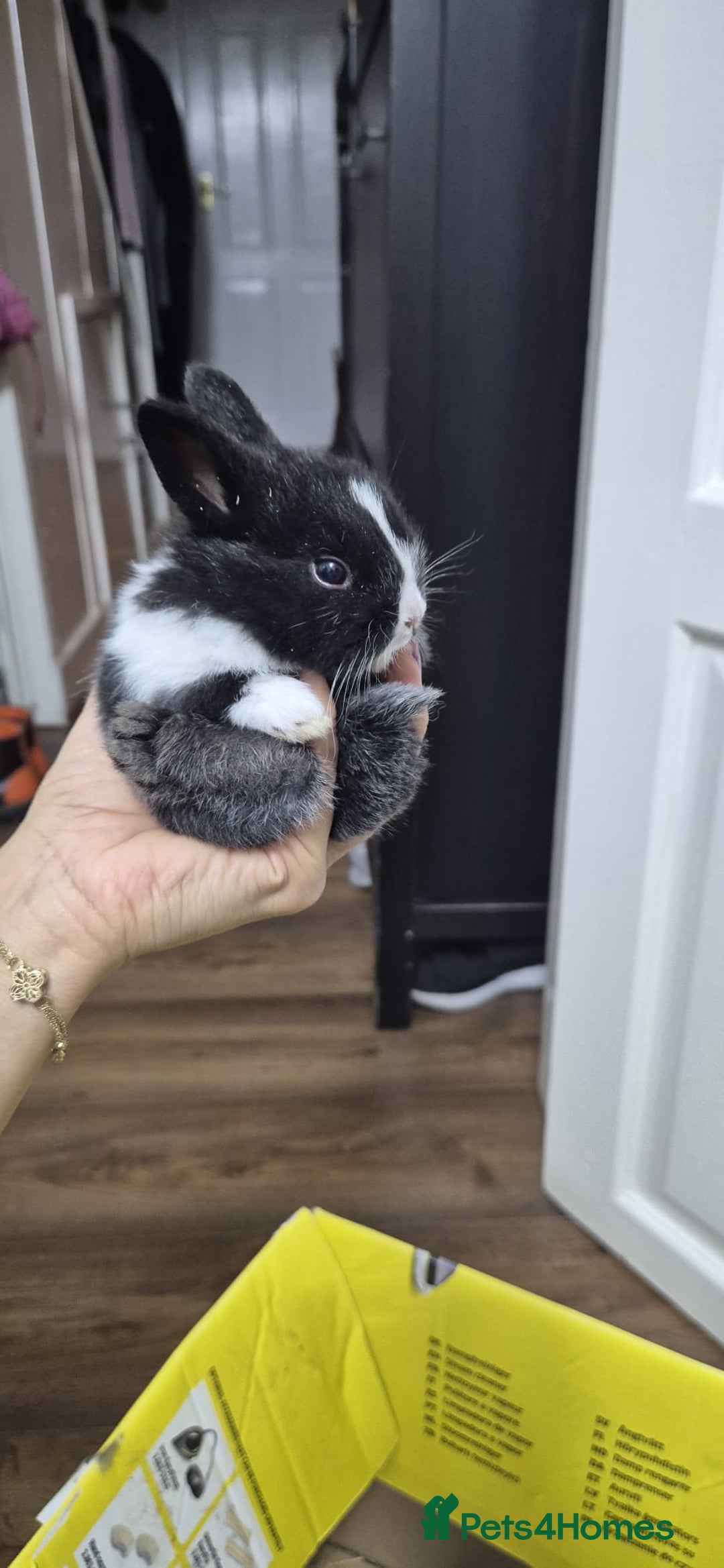 Rex rabbits for sale: They are 5 weeks old so nice baby - Advert 10