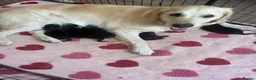 Mixed Breed dogs for sale: Beautiful golden retriever cross puppies  - Advert 14