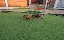 Miniature Dachshund dogs for sale:  Miniature Dachshunds ready to go Friday 19th Sept - Image 31