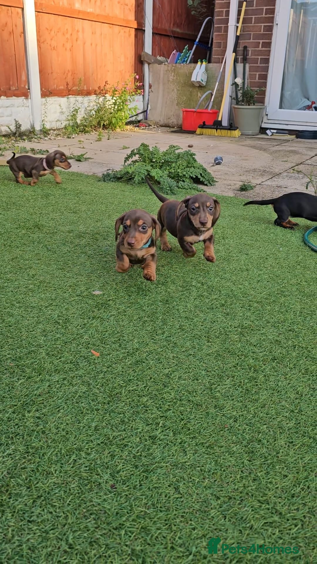 Miniature Dachshund dogs for sale:  Miniature Dachshunds ready to go Friday 19th Sept - Image 31