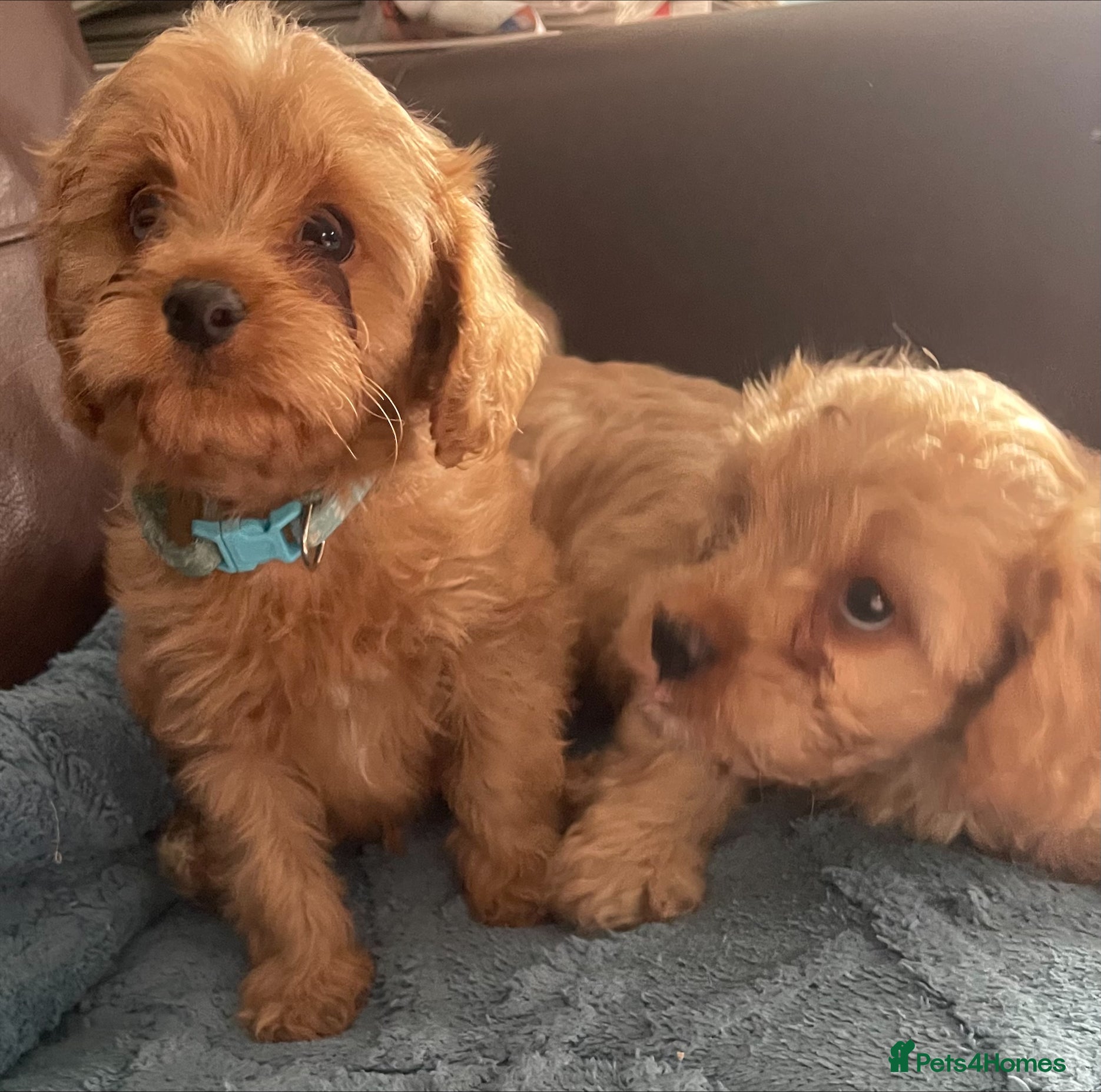 Cavapoo dogs for sale: Cavapoo puppies health tested  - Advert 1