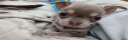 Chihuahua dogs for sale: Stunning Chihuahua puppies Blue lilac Chocolate  - Advert 23