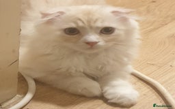 Mixed Breed cats for sale: Adorable Kittens♥️ - Image 13