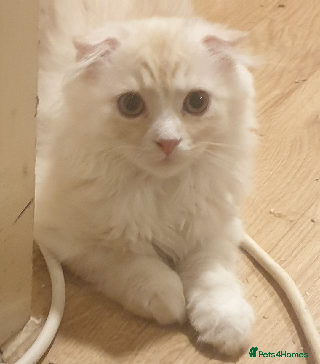 Mixed Breed cats for sale: Adorable Kittens♥️ - Image 13