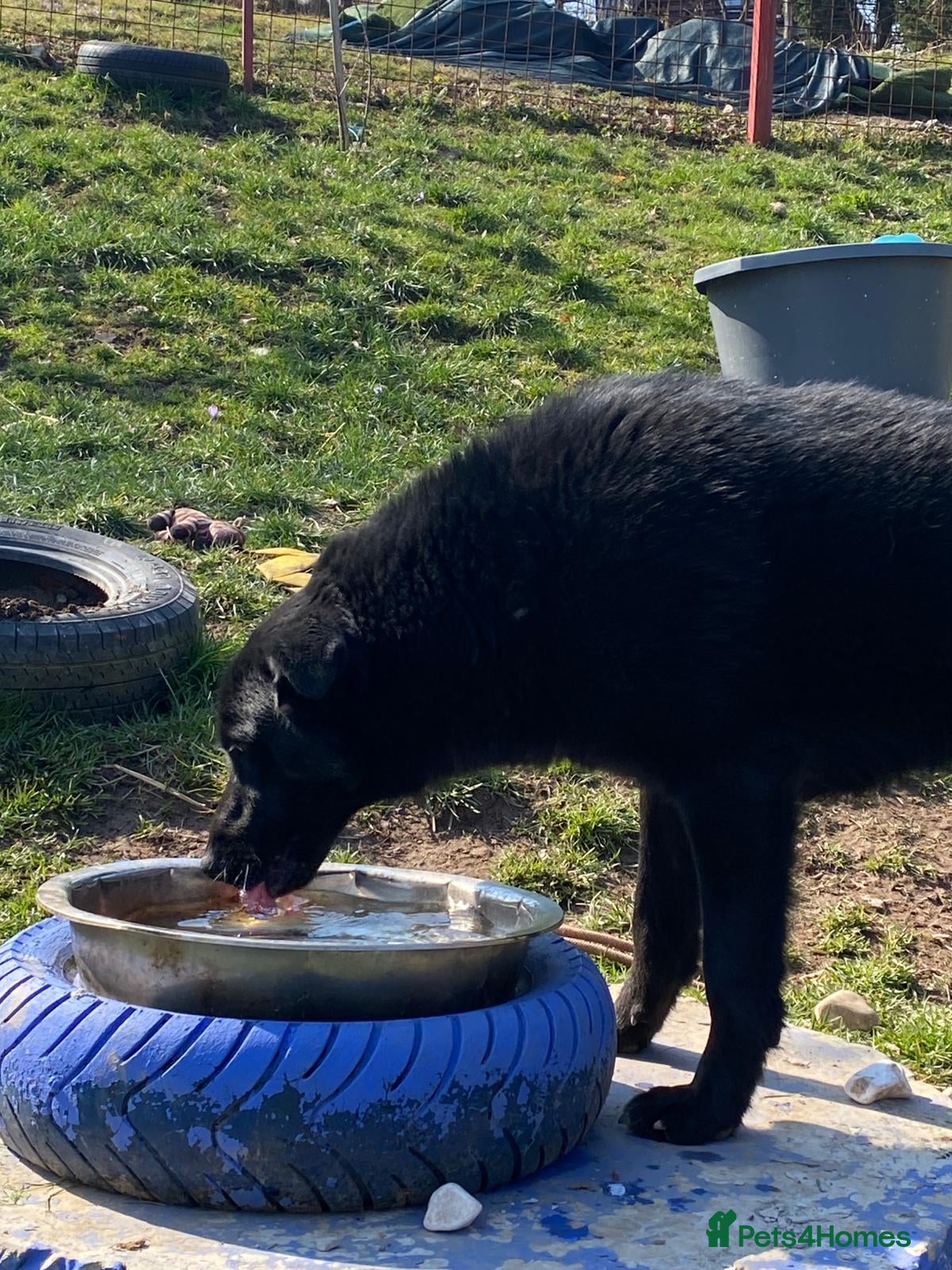 Mixed Breed dogs Daphnee - Advert 1