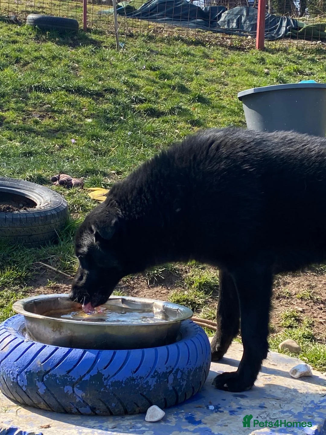 Mixed Breed dogs for adoption: Daphnee in Ashford - Advert 1