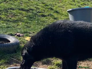 Mixed Breed dogs Daphnee - Advert 1