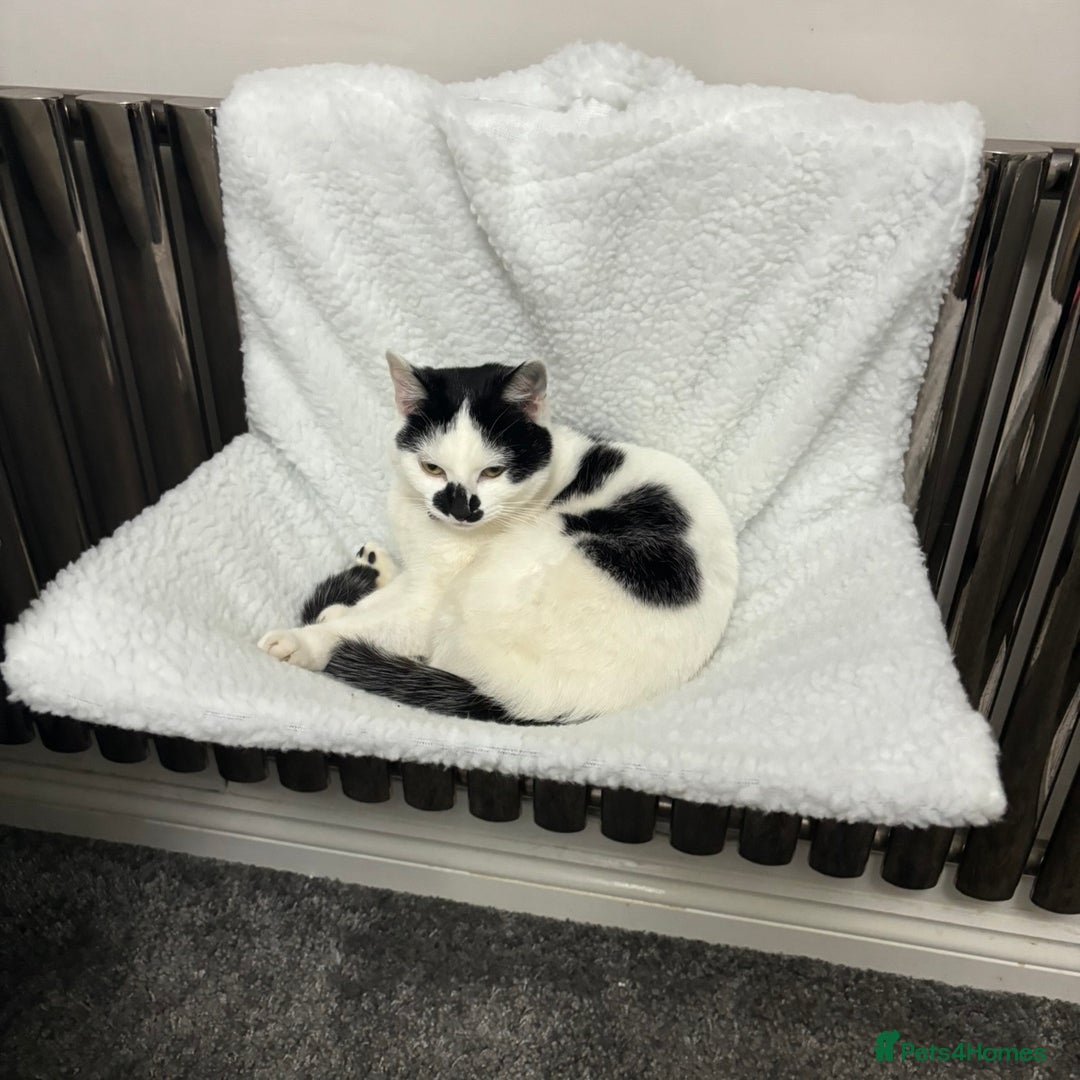 Domestic Shorthair cats for sale: Two female cats  - Advert 6