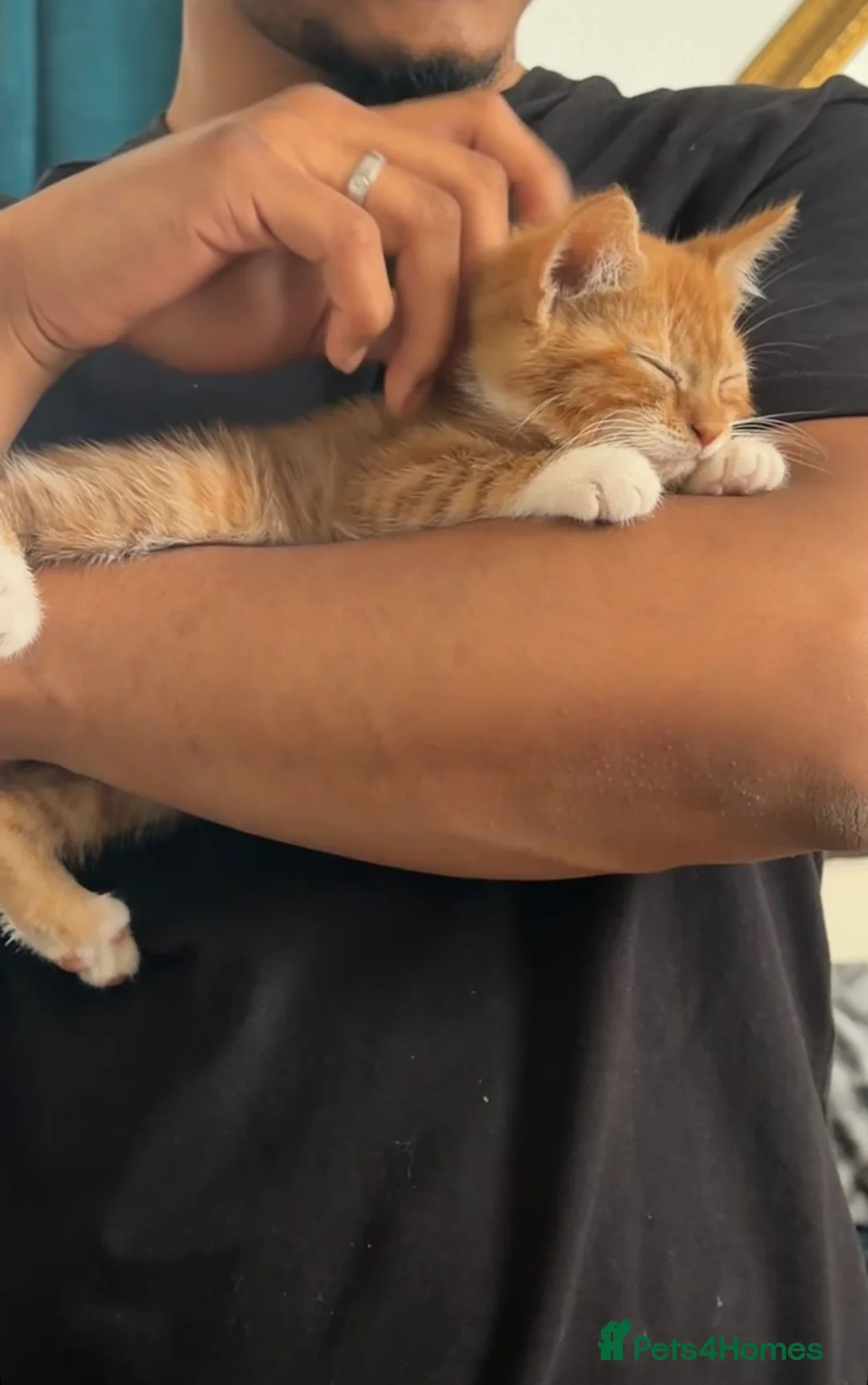 Domestic Shorthair cats for sale: KITTEN FOR ADOPTION - Advert 3