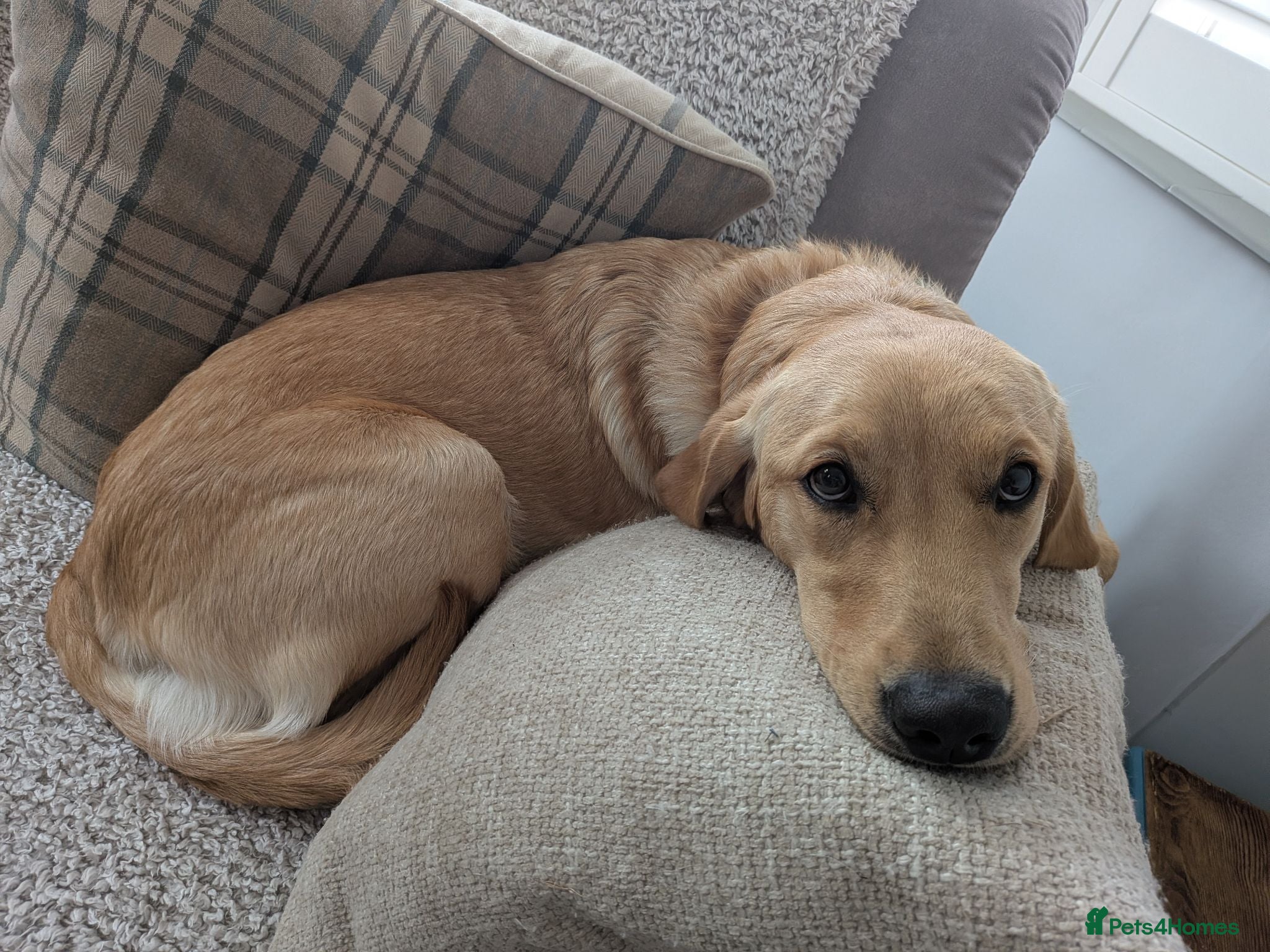 Goldador dogs Goldador 'nugget' 9 months old - Advert 4