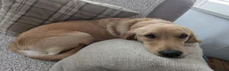 Goldador dogs for sale: Goldador 'nugget' 9 months old - Advert 1