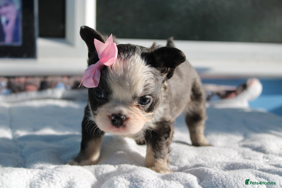 French Bulldog dogs for sale: Fluffy frenchie ready to leave  - Advert 12