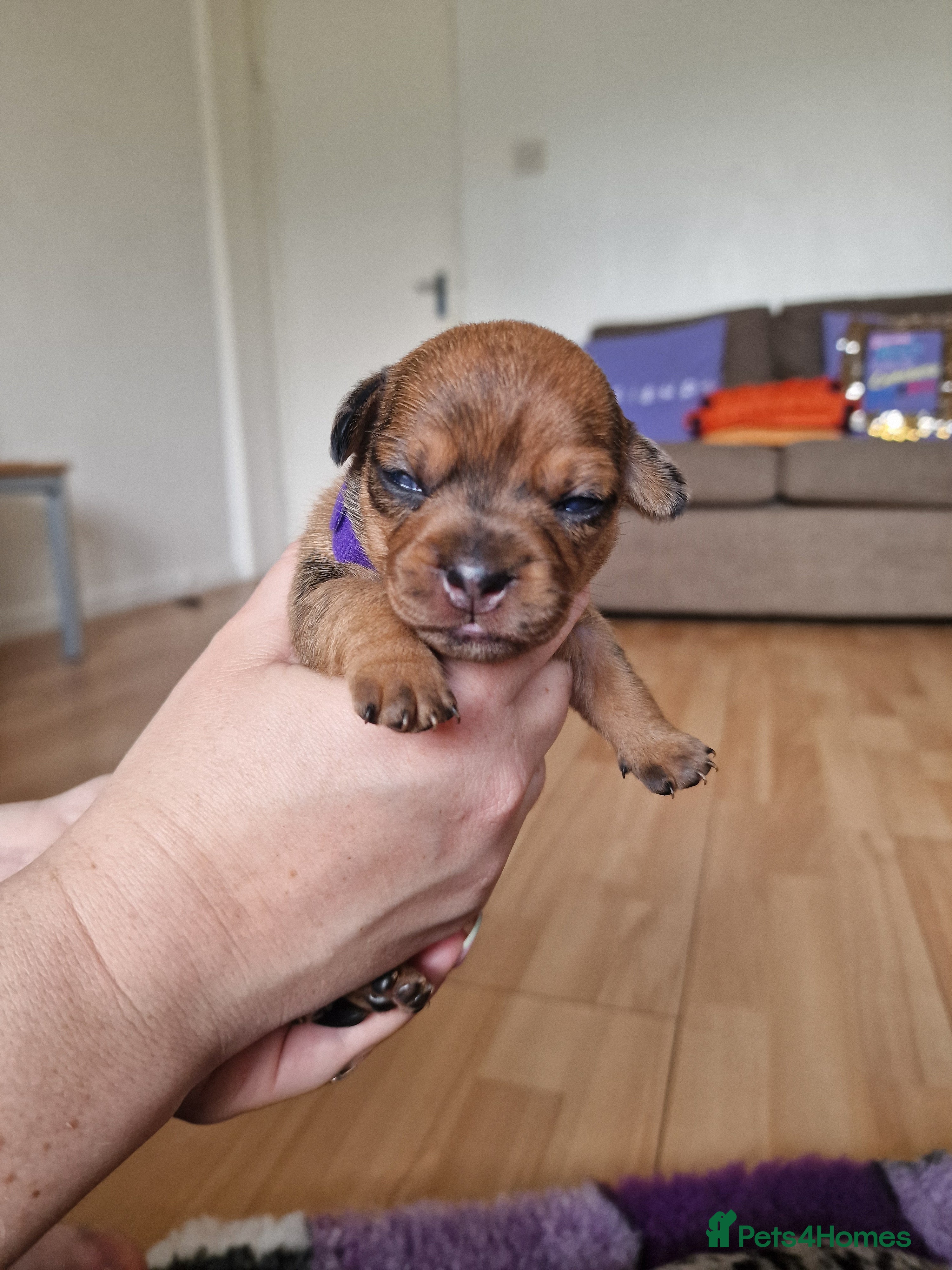 Purple Collar French Wiener 