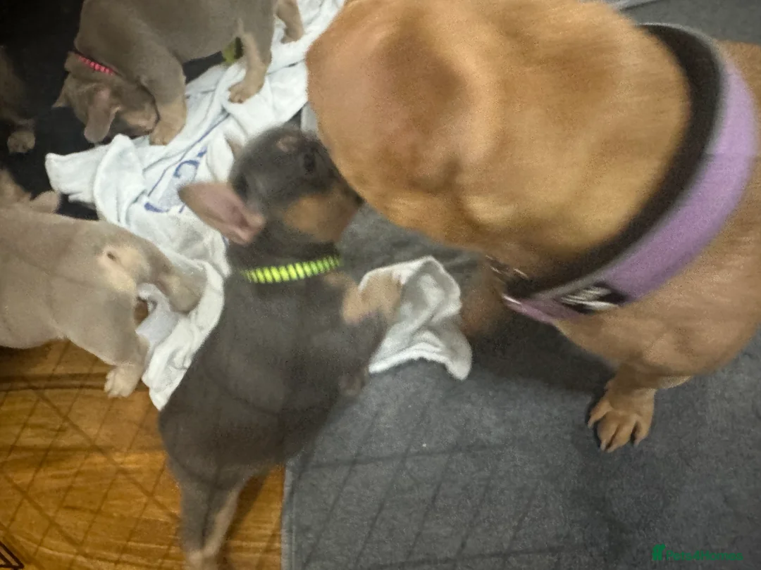 French Bulldog dogs for sale: Outstanding Frenchie pups KC registered  - Advert 21