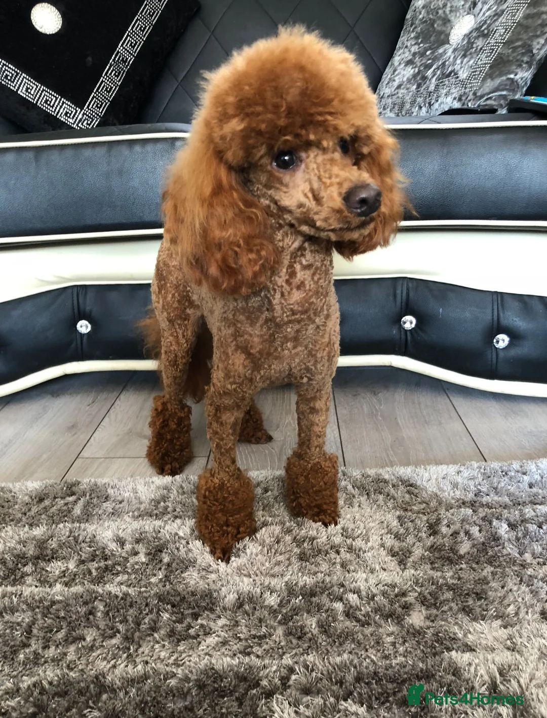 Toy Poodle dogs for sale: Stunning Toy Poodles  - Advert 5