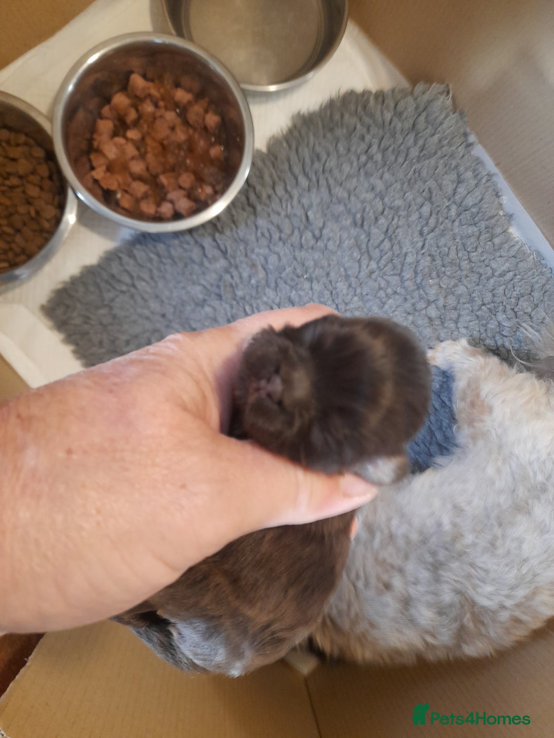 Malshi dogs for sale: Malshi - Advert 28