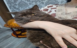 British Shorthair cats for stud: STUNNING CHOCOLATE BSH (GCCF) for stud - Image 1