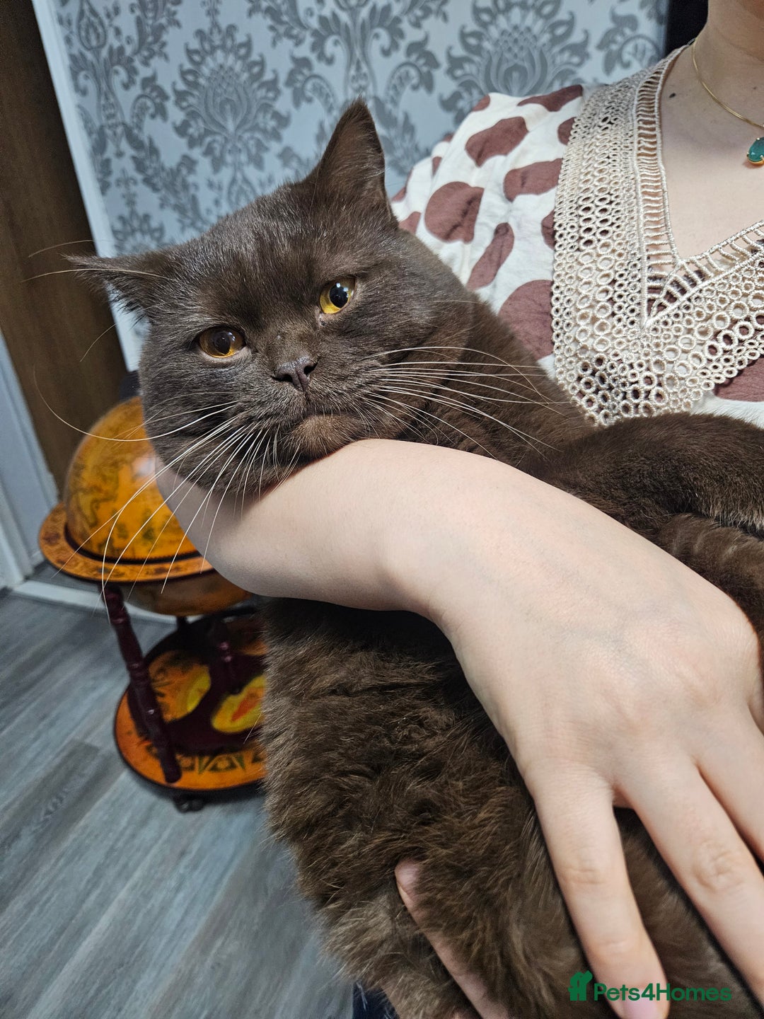 British Shorthair cats for stud: STUNNING CHOCOLATE BSH (GCCF) for stud - Image 1