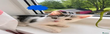 Kitten 2