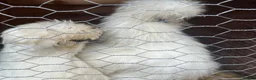 Mixed Breed birds for sale: Silky Chickens  - Advert 3