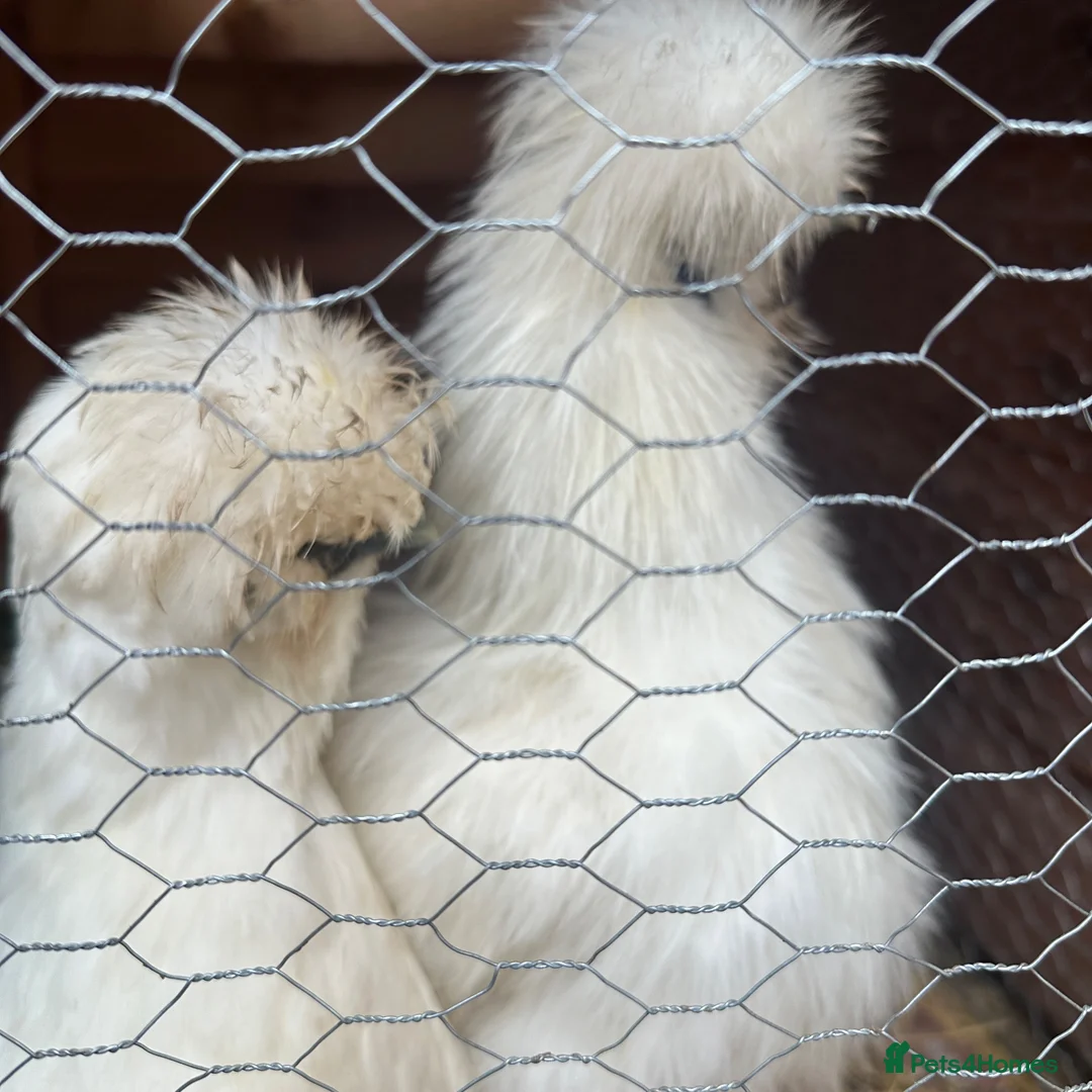 Mixed Breed birds for sale: Silky Chickens  - Advert 3