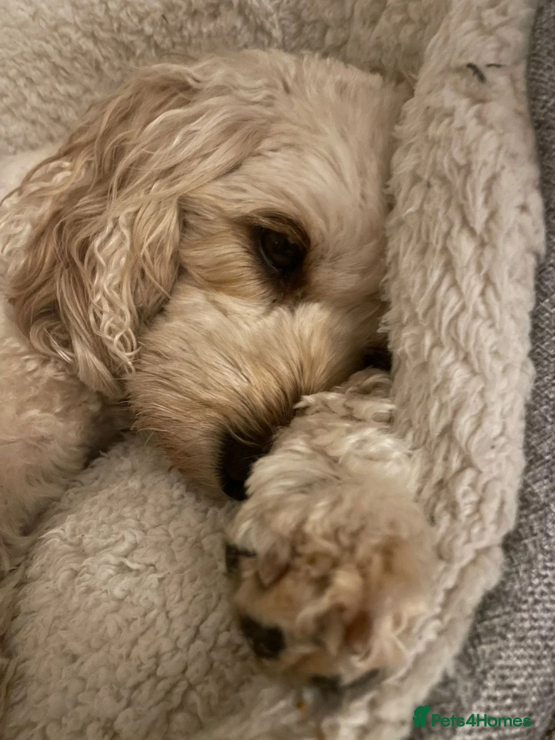 Cavapoo dogs for sale: Cavapoo Adult Female (5 years) - Advert 2