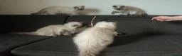 Ragdoll cats for sale: Beautiful GCCF Registered Ragdoll Kittens in Helensburgh - Advert 18