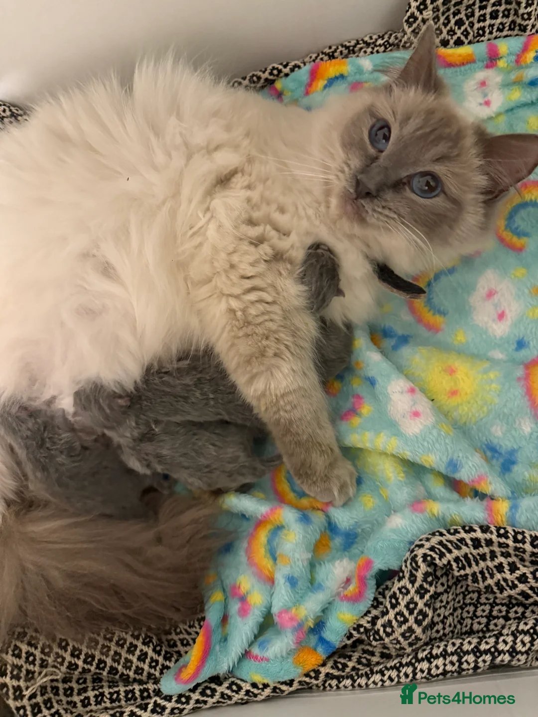 British Shorthair cats for sale: 🐾 British Shorthair × Ragdoll Kittens 🐾 - Advert 2