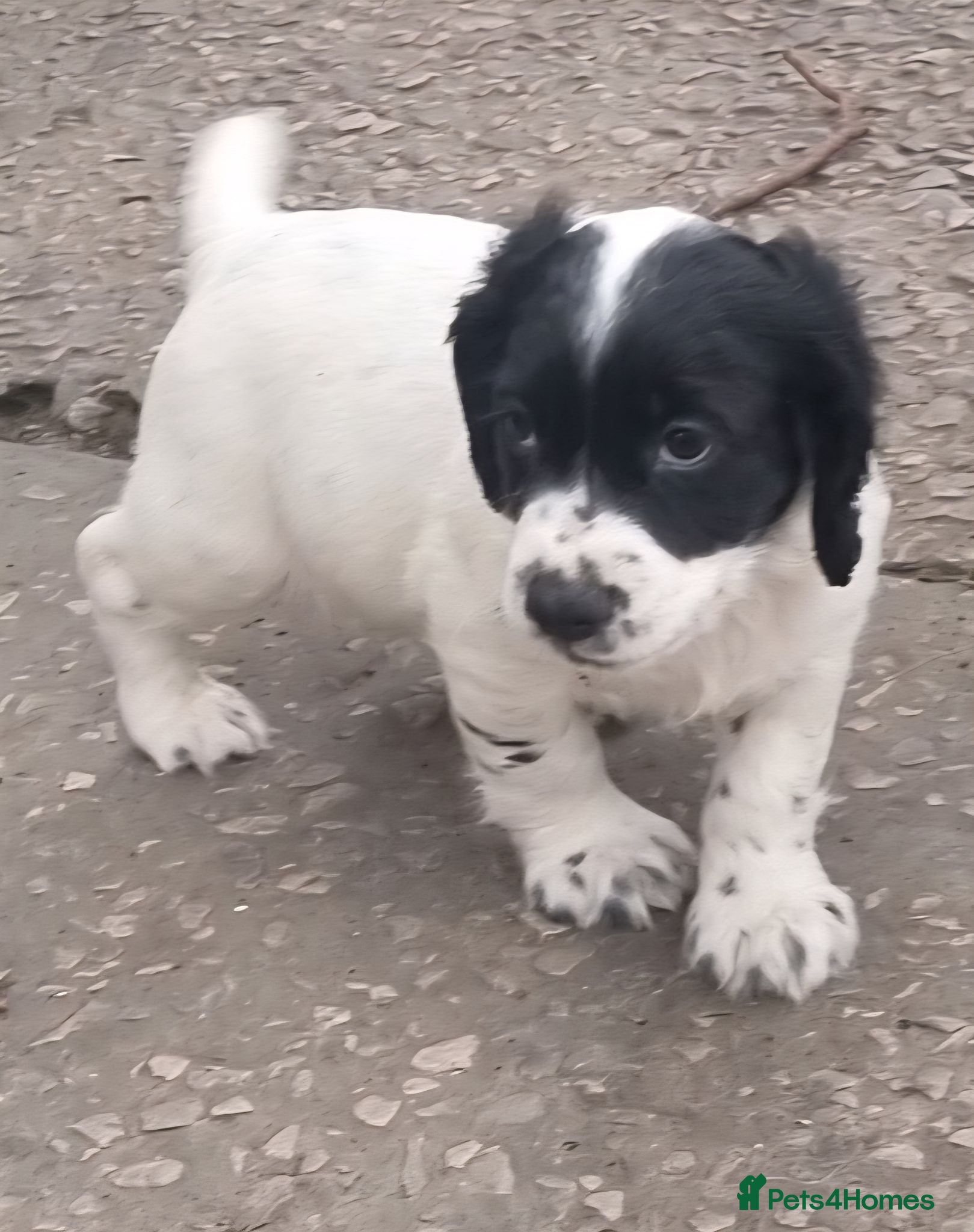Cocker Spaniel dogs Cocker spaniel pups - Advert 2