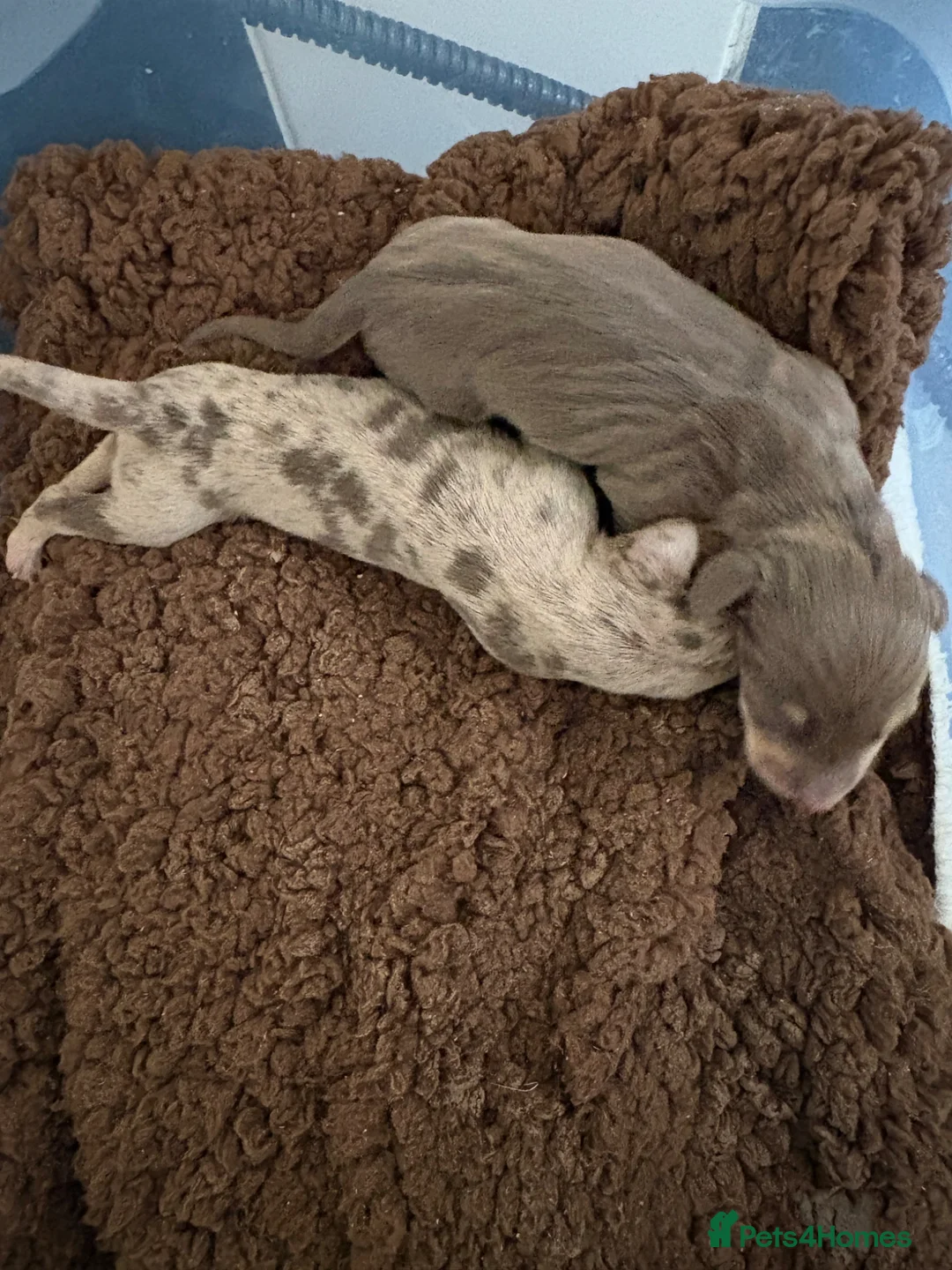 Miniature Dachshund dogs for sale: Miniature dachshund puppies  - Advert 2