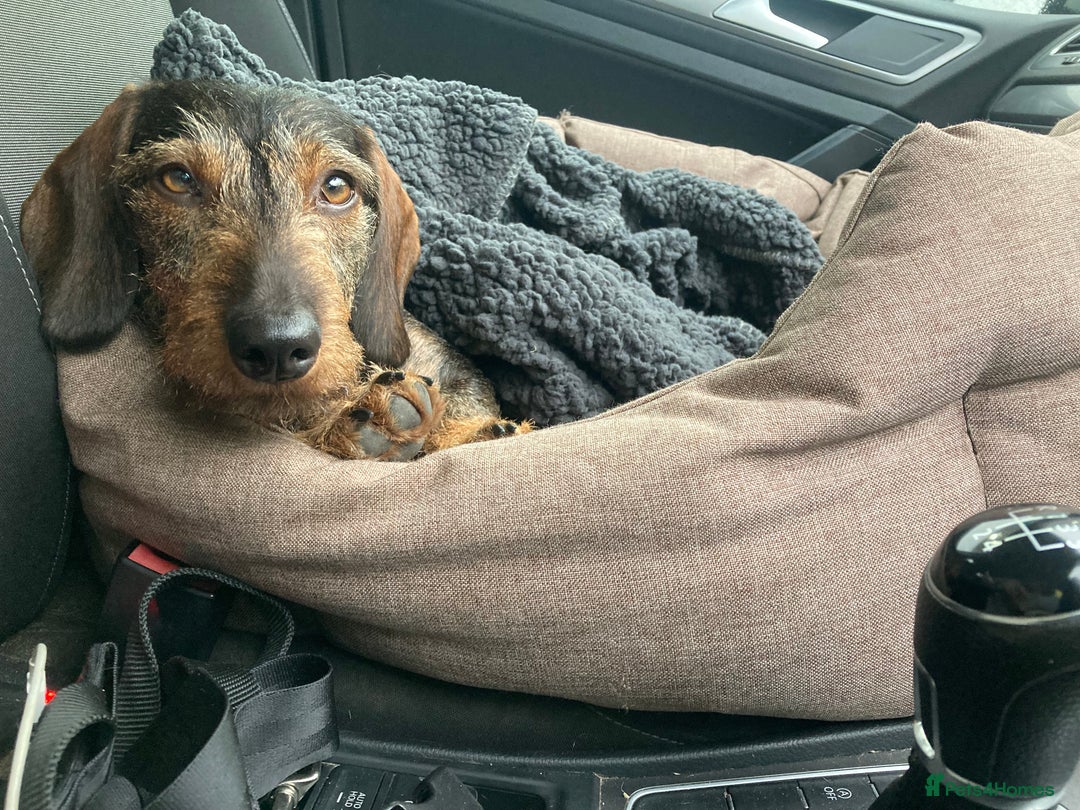 Miniature Dachshund dogs for stud: Looking for wife! Mini Wirehaired Dachshund - Image 5