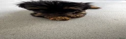Shorkie dogs for sale: Shorkies puppies in Watford - Advert 4