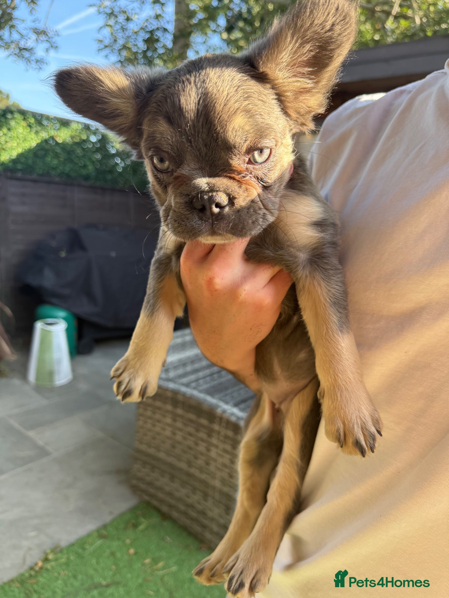 French Bulldog dogs Fluffy French bulldog puppies  - Advert 1
