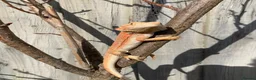 Bearded Dragon reptiles for sale: Bearded Dragon + 4ft Viv LumenIZE Setup - Advert 1