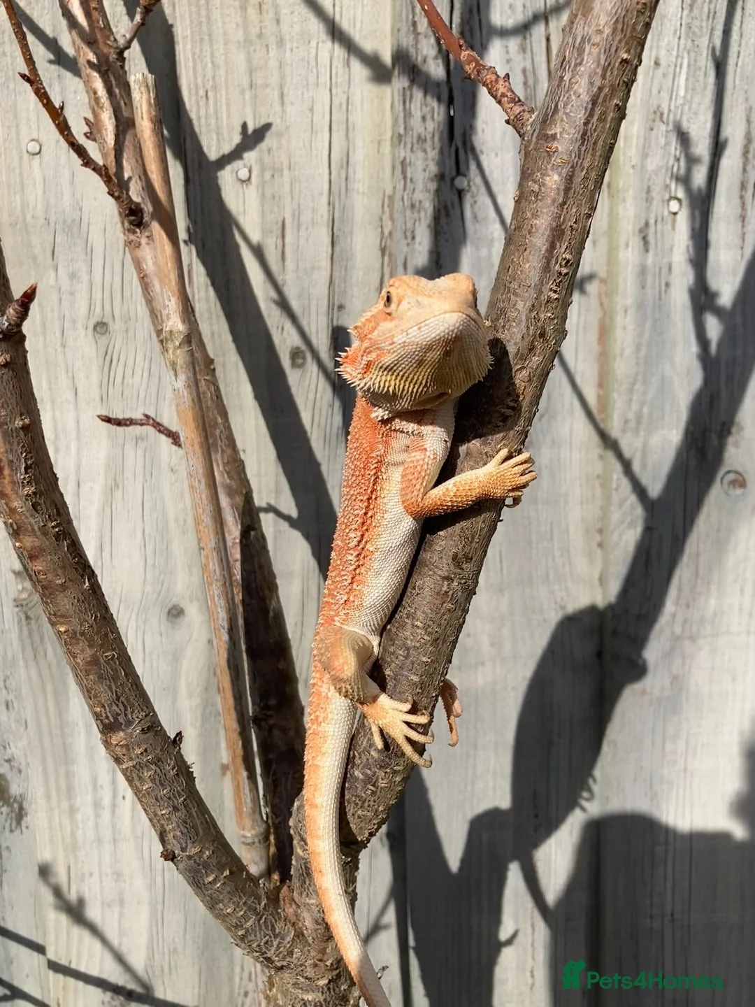 Bearded Dragon reptiles for sale: Bearded Dragon + 4ft Viv LumenIZE Setup - Advert 1