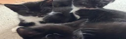 Mixed Breed cats for sale: 🐾Siamese cross kittens 🐾 - Advert 12