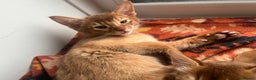 Abyssinian cats for sale: Abyssinian boy available INDOOR HOME ONLY - Advert 2
