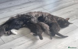 Mixed Breed cats for sale: Maine coon cross  - Image 9