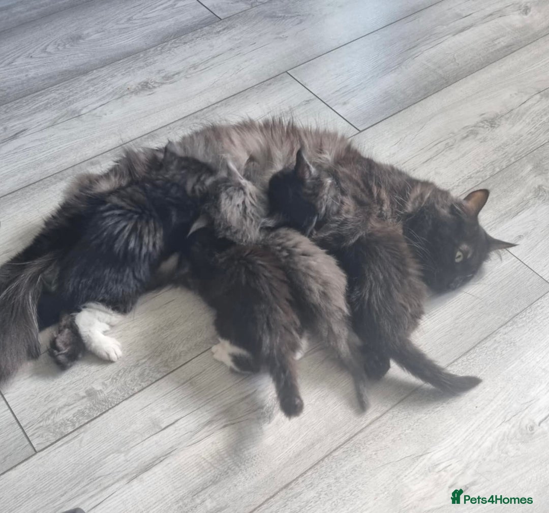 Mixed Breed cats for sale: Maine coon cross  - Image 9