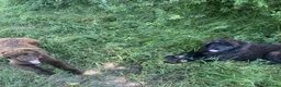 Newfoundland dogs for sale: Three Beautiful Pedigree Newfoundland Puppies  - Advert 2