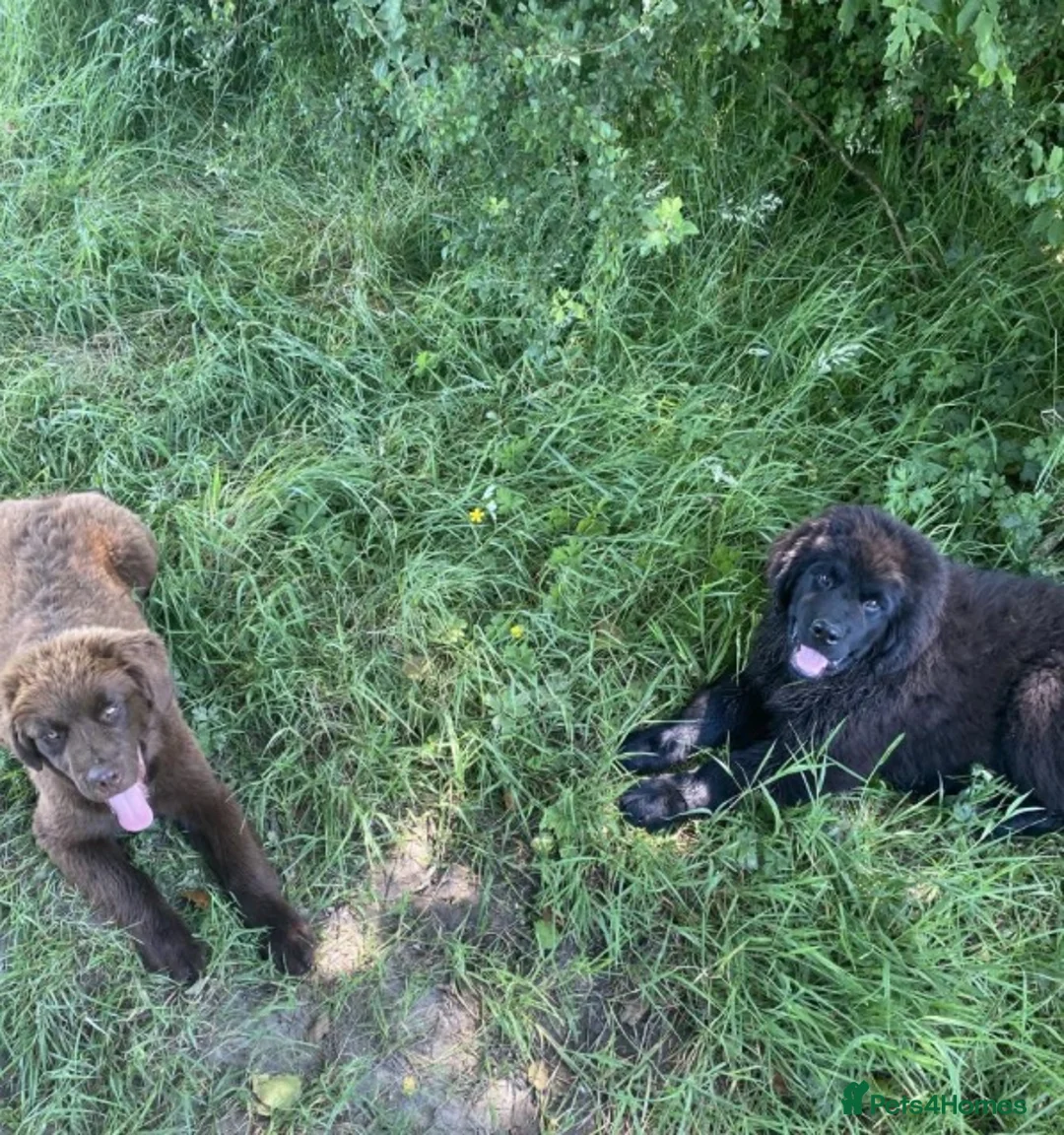 Newfoundland dogs for sale: Three Beautiful Pedigree Newfoundland Puppies  - Advert 2