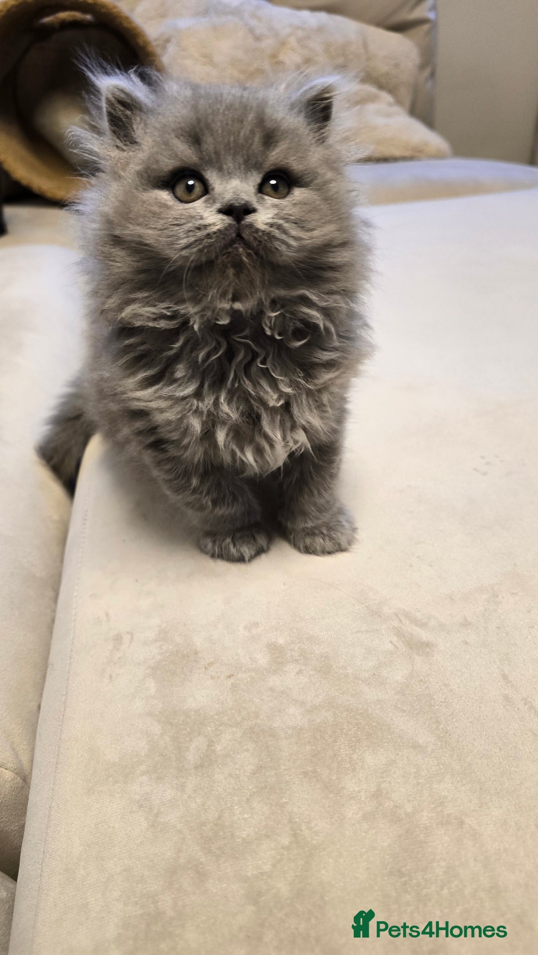 British Shorthair cats for sale: 💫RARE💫 BLACK SMOKE FEMALE & BLUE LONGHAIR MALE  - Advert 17